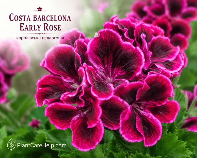 Королівська пеларгонія COSTA BARCELONA EARLY ROSE