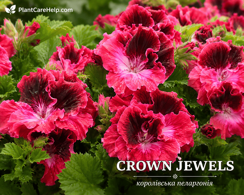 Королівська пеларгонія CROWN JEWELS