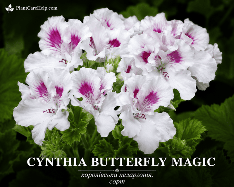 Королівська пеларгонія CYNTHIA BUTTERFLY MAGIC