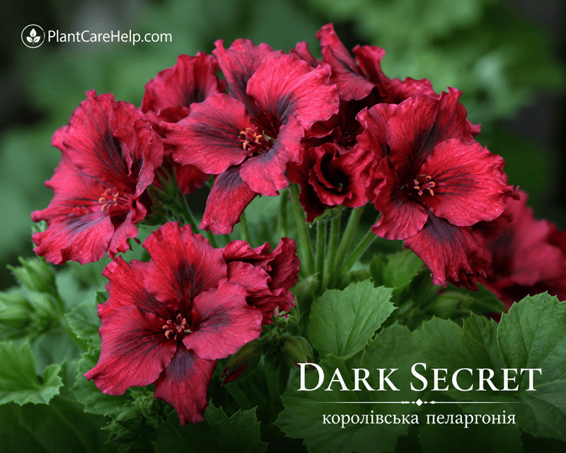 Королівська пеларгонія DARK SECRET