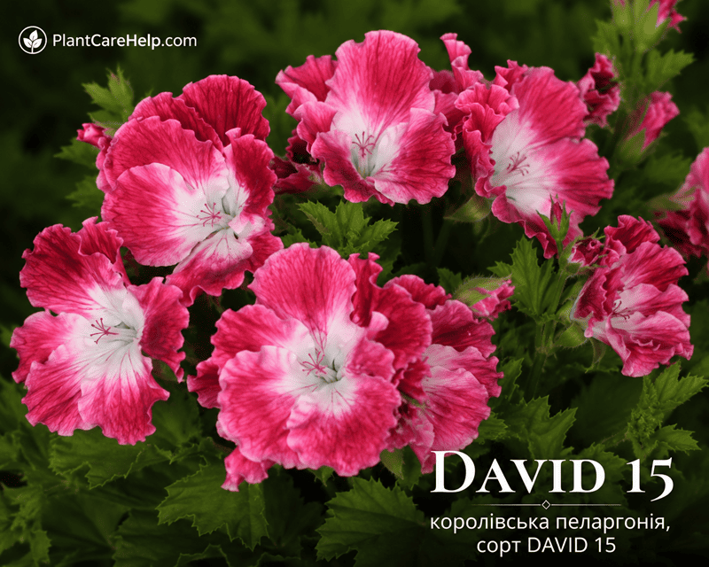 Королівська пеларгонія DAVID 15
