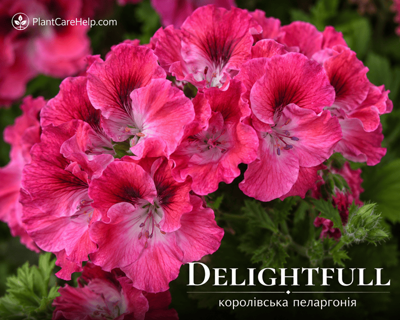 DELIGHTFULL Regal Pelargonium