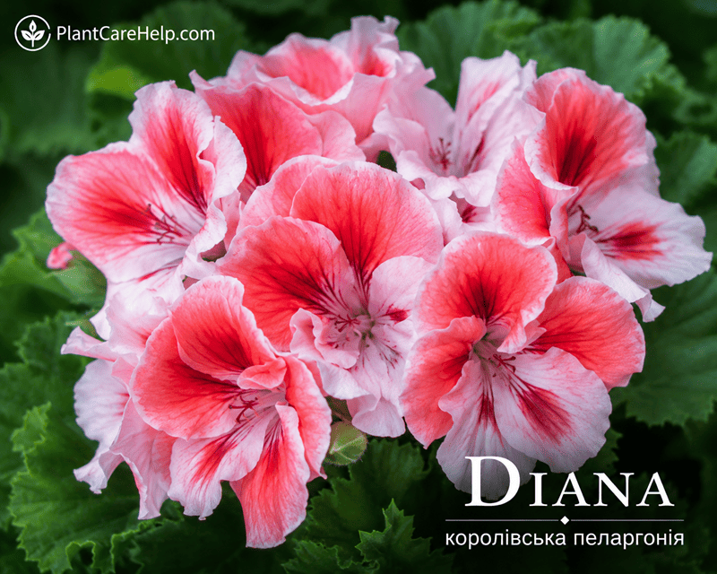 Королівська пеларгонія DIANA