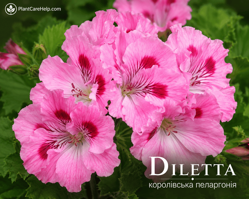 Королівська пеларгонія Diletta