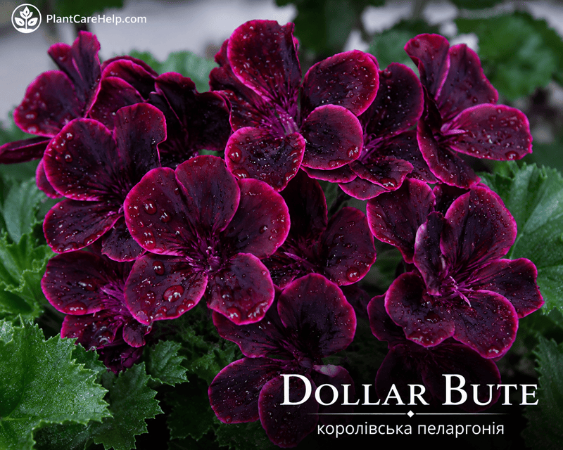Королівська пеларгонія DOLLAR BUTE