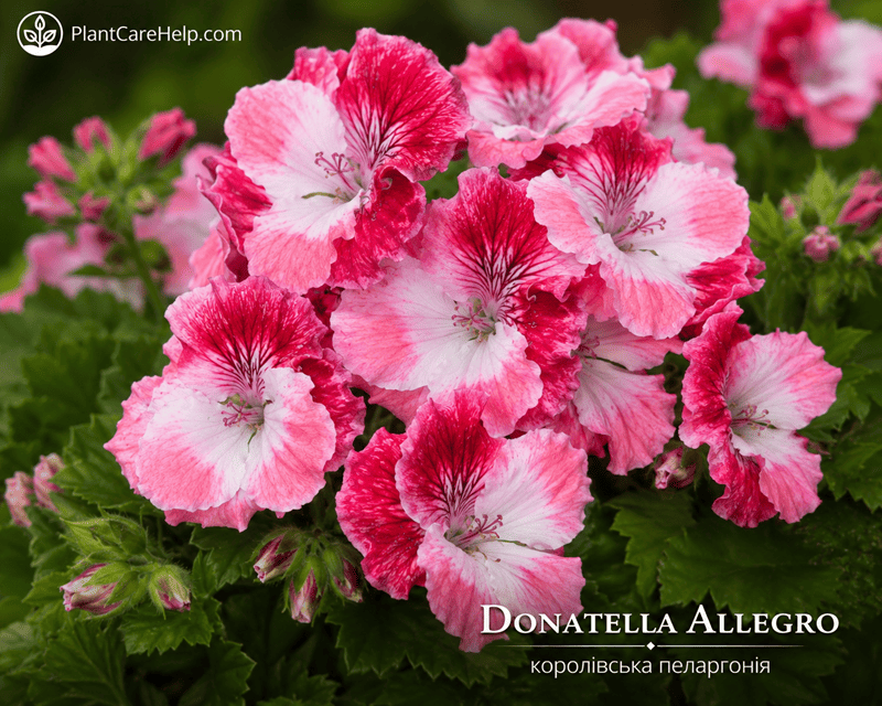 Королівська пеларгонія DONATELLA ALLEGRO