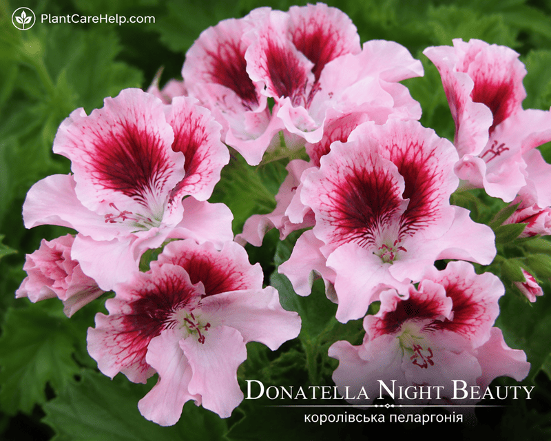 Королівська пеларгонія DONATELLA NIGHT BEAUTY