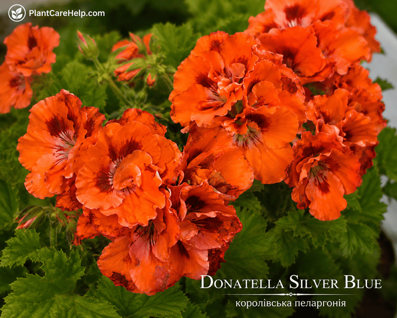 Королівська пеларгонія DONATELLA SILVER BLUE