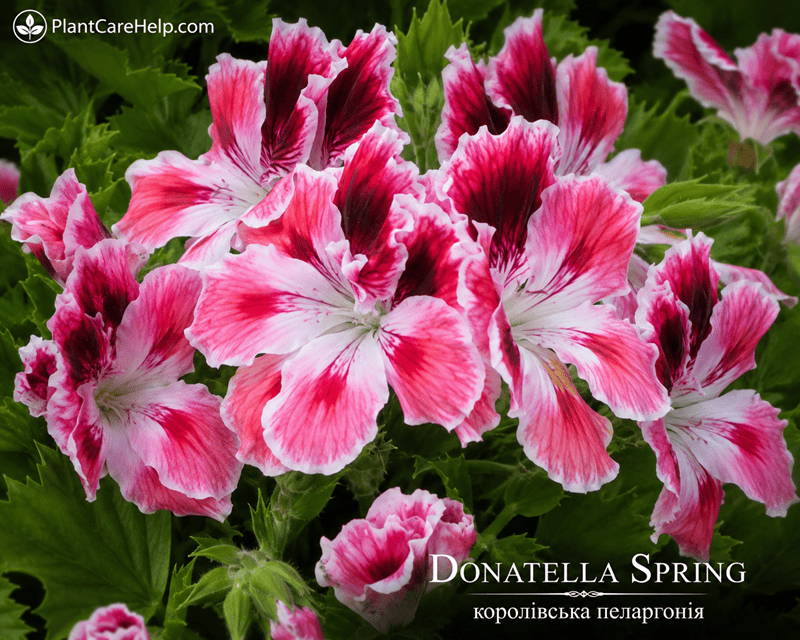 Королівська пеларгонія DONATELLA SPRING