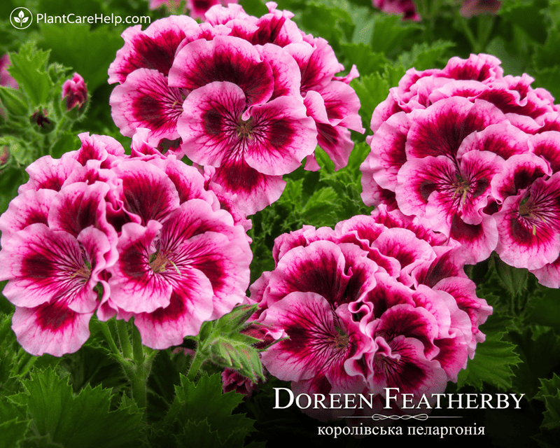 Королівська пеларгонія DOREEN FEATHERBY