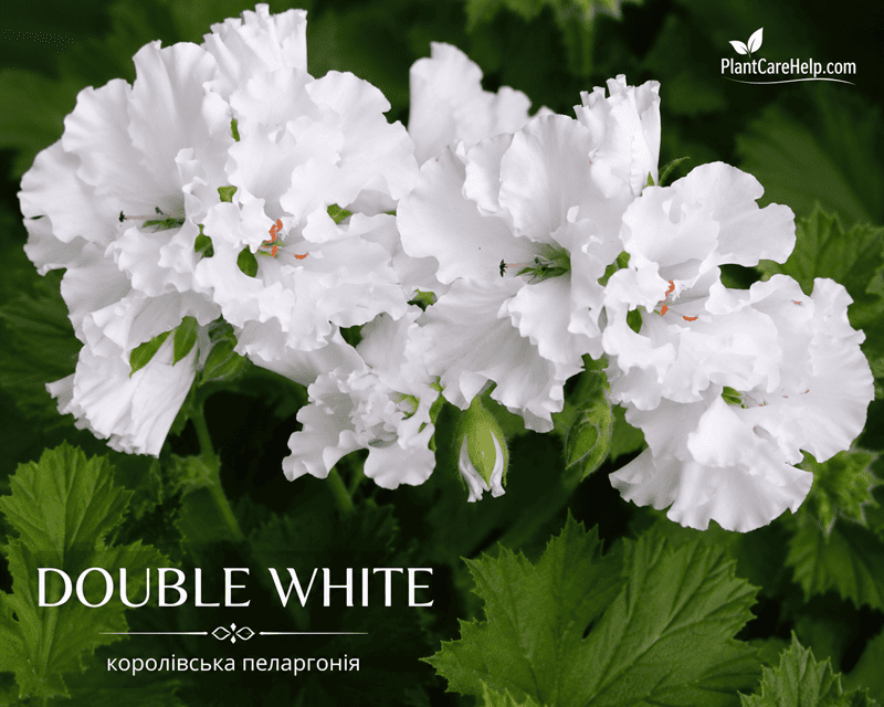 Королівська пеларгонія DOUBLE WHITE