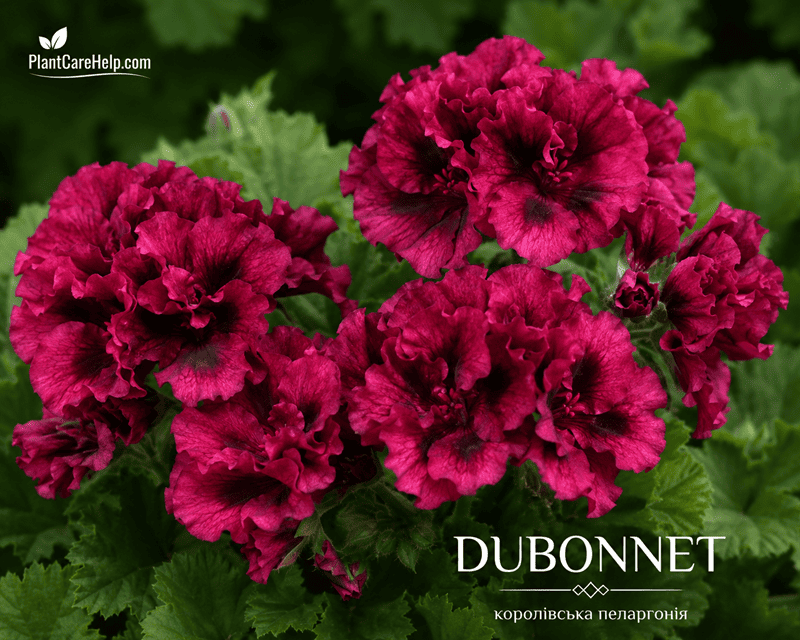 Королівська пеларгонія DUBONNET