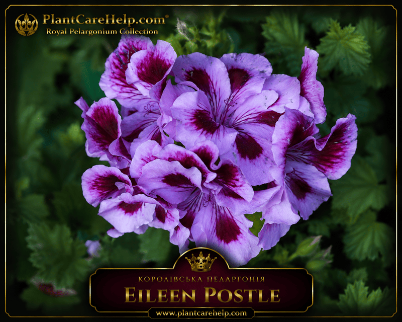 Королівська пеларгонія EILEEN POSTLE