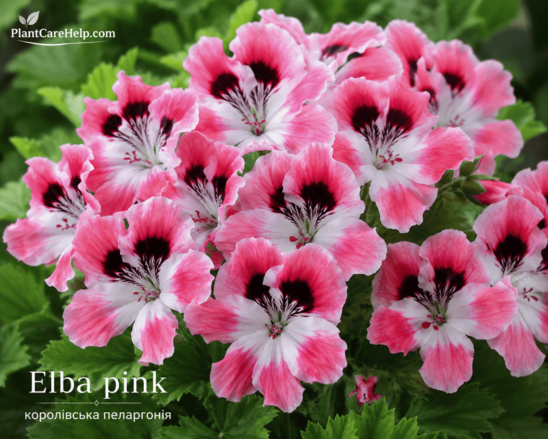 Королівська пеларгонія Elba Pink