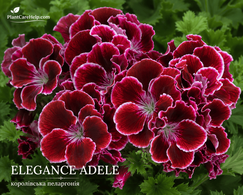 Королівська пеларгонія ELEGANCE ADELE