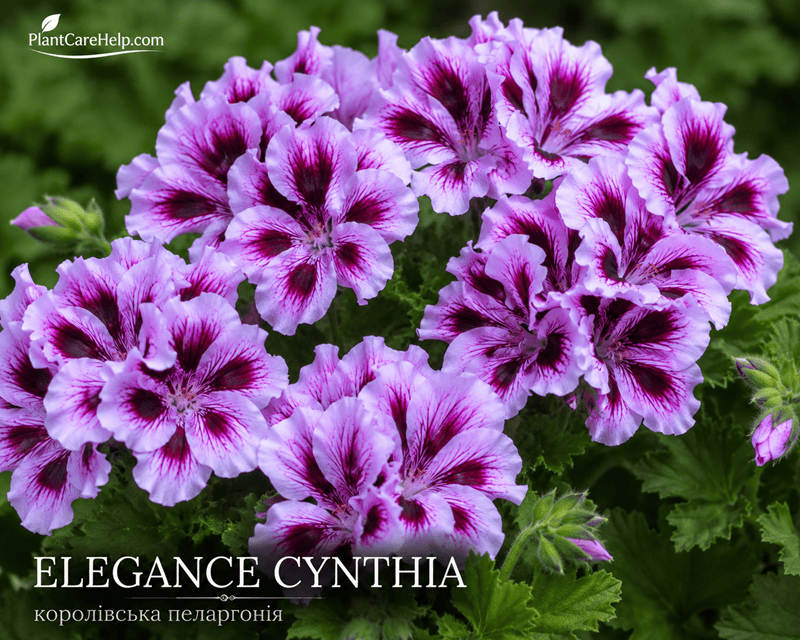 Королівська пеларгонія ELEGANCE CYNTHIA