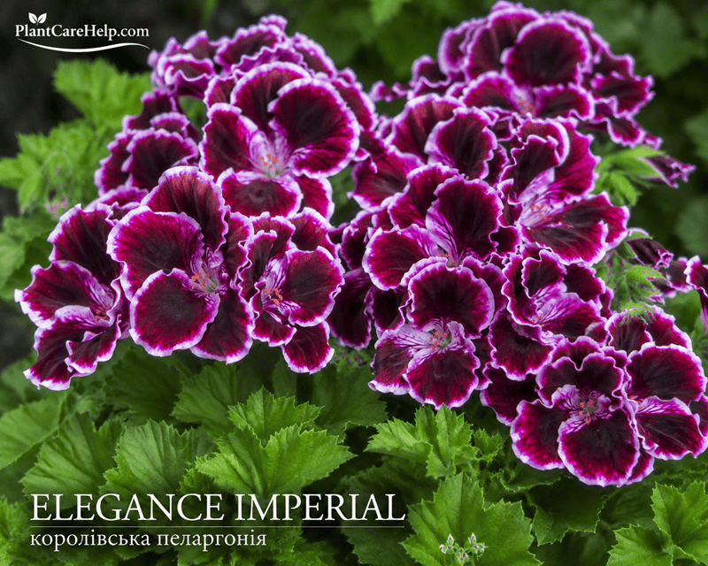 Королівська пеларгонія ELEGANCE IMPERIAL