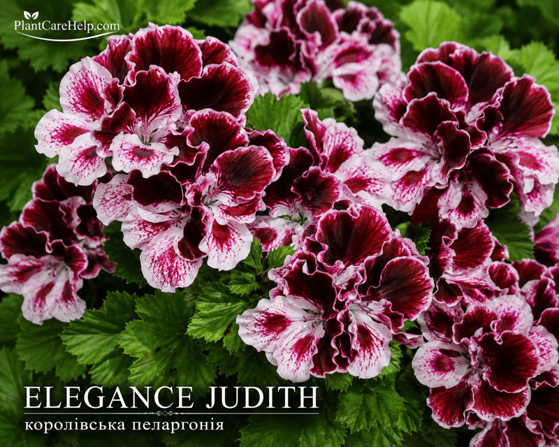 Королівська пеларгонія ELEGANCE JUDITH