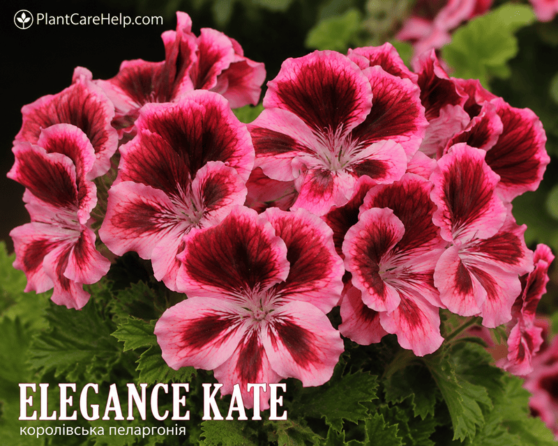 Королівська пеларгонія ELEGANCE KATE