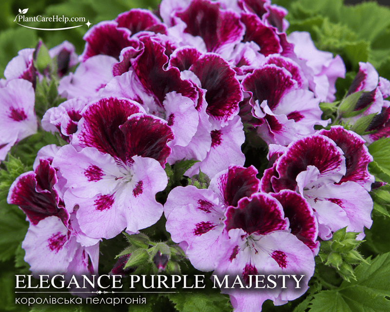 Королівська пеларгонія ELEGANCE PURPLE MAJESTY