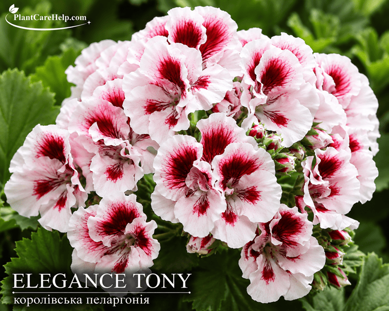 Королівська пеларгонія ELEGANCE TONY