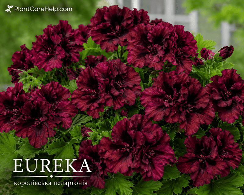 Королівська пеларгонія EUREKA з великими темно-бордовими квітками