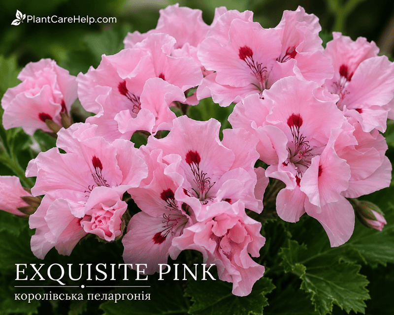 Королівська пеларгонія EXQUISITE PINK зі світло-рожевими квітками