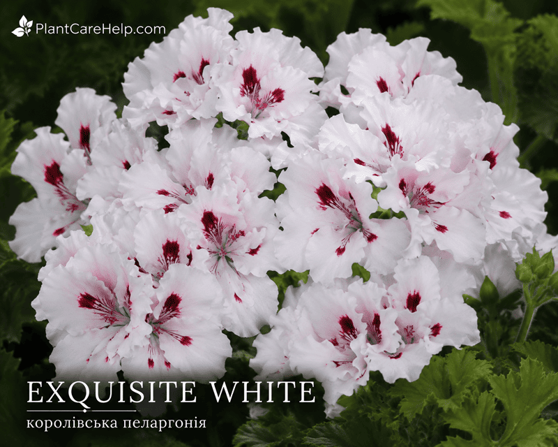 Королівська пеларгонія EXQUISITE WHITE з білими квітками та бордовими плямами