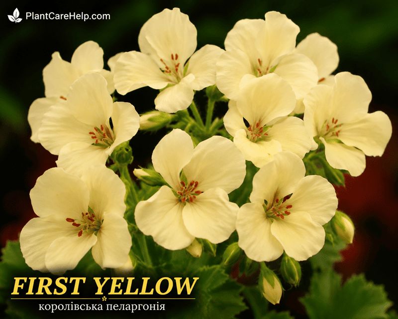 Королівська пеларгонія FIRST YELLOW з кремово-жовтими квітками