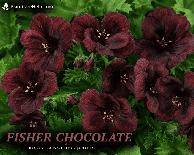 Королівська пеларгонія FISHER CHOCOLATE з шоколадно-бордовими квітками