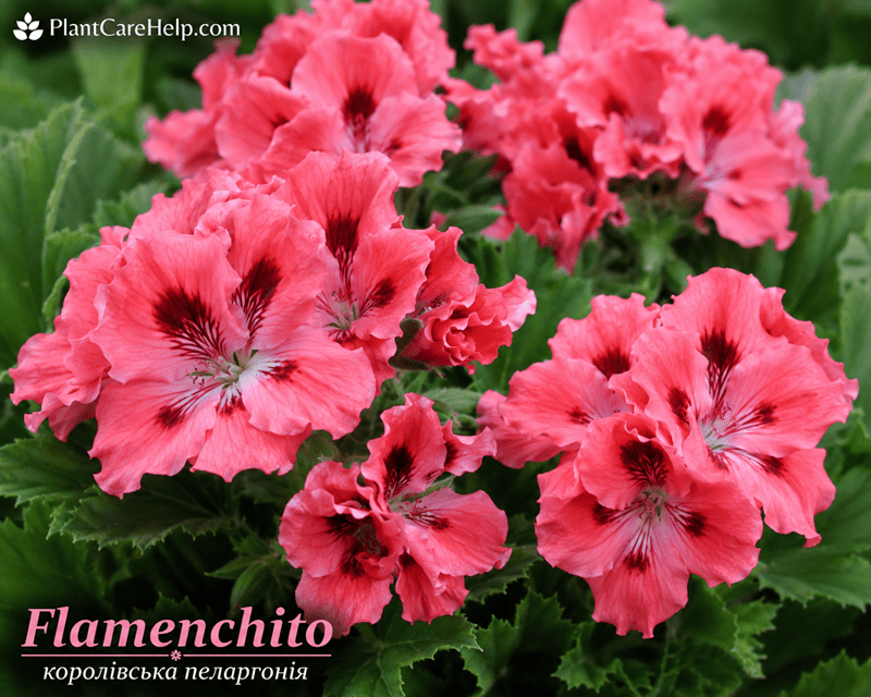 Королівська пеларгонія Flamenchito з коралово-рожевими квітками та темними плямами