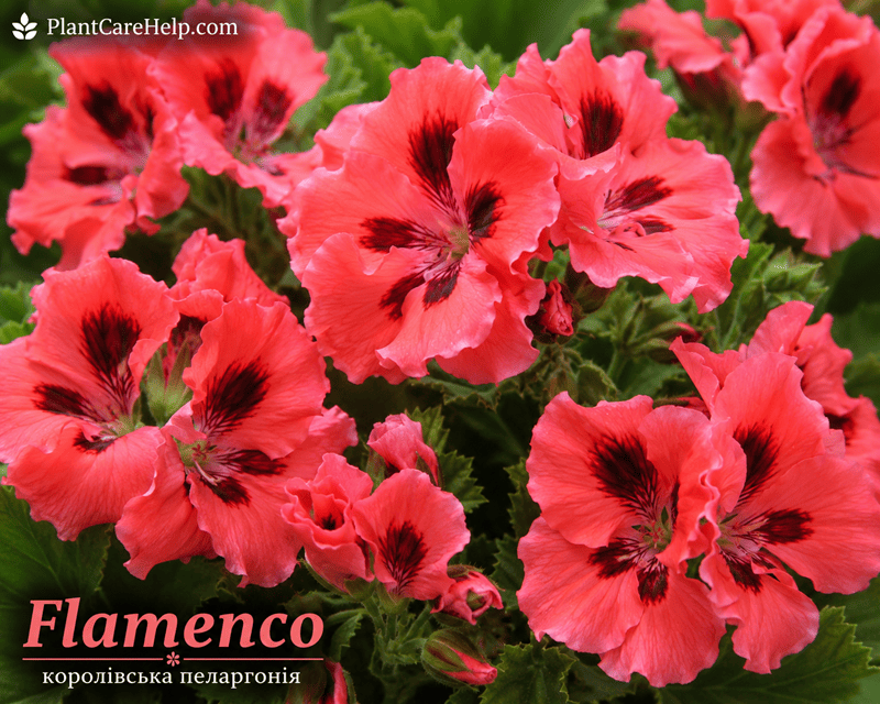 Королівська пеларгонія Flamenco