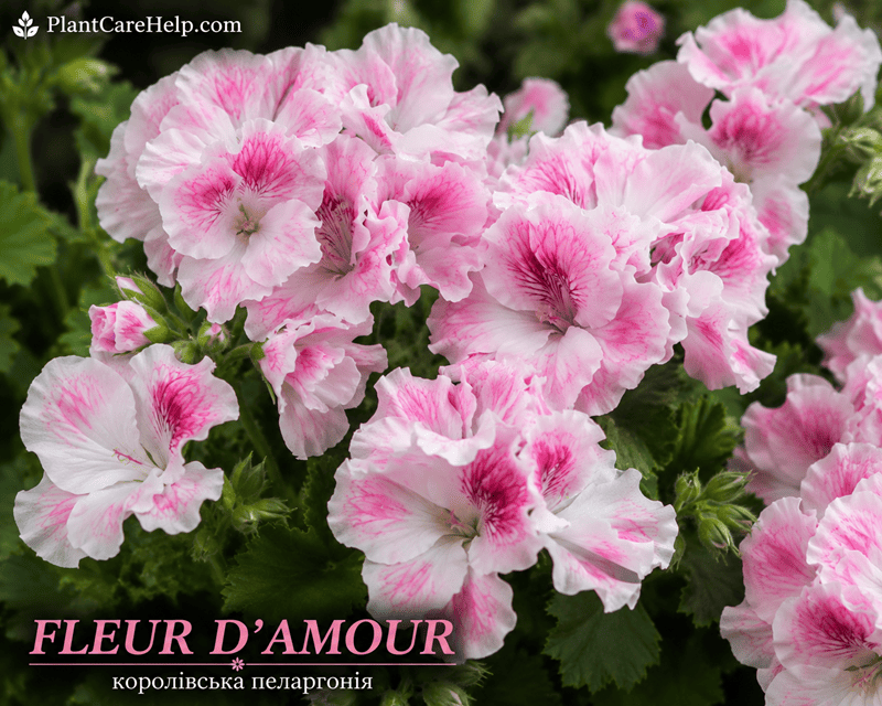 Королівська пеларгонія FLEUR D’AMOUR з біло-рожевими квітками