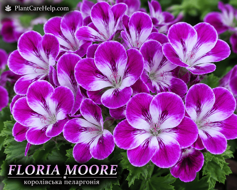 Королівська пеларгонія FLORIA MOORE