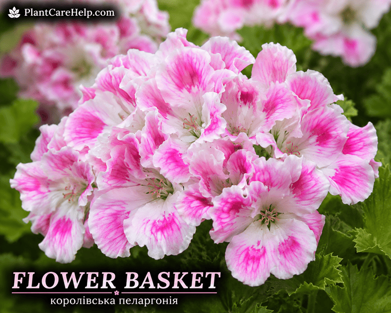 Королівська пеларгонія FLOWER BASKET з біло-рожевими квітками та малиновими мазками