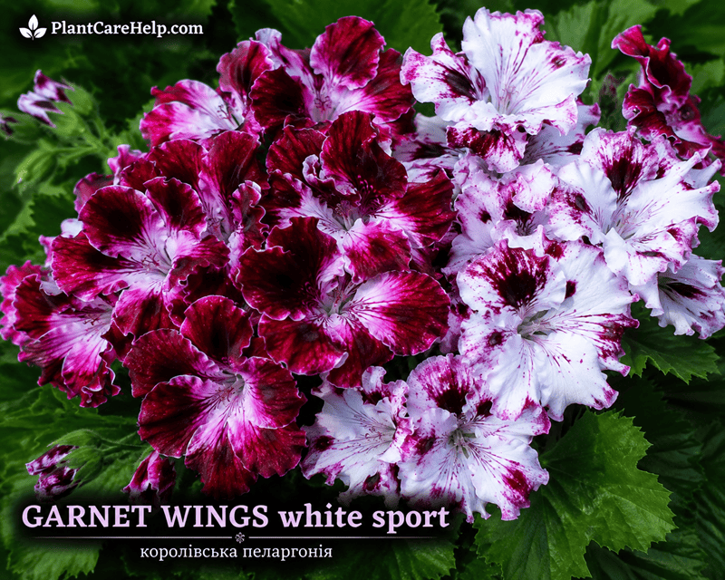 Королівська пеларгонія GARNET WINGS WHITE SPORT