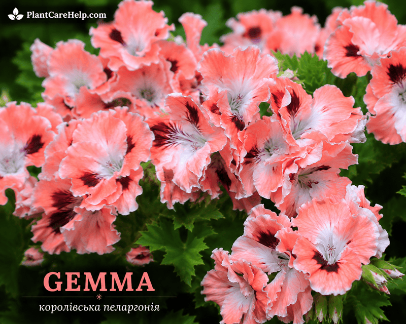 Королівська пеларгонія GEMMA з коралово-персиковими квітками