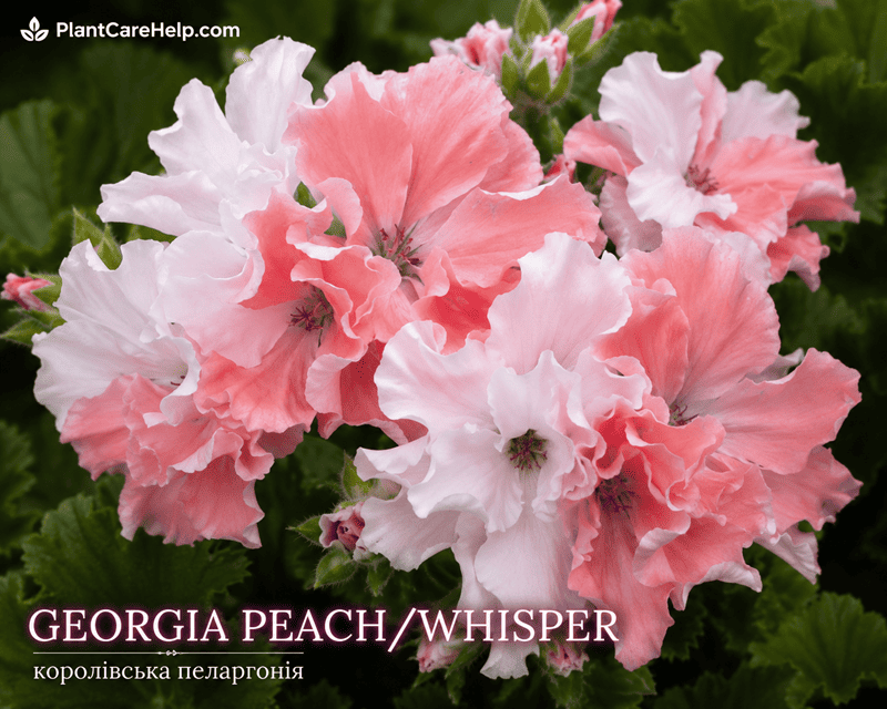 Королівська пеларгонія GEORGIA PEACH/WHISPER з великими біло-рожевими квітками