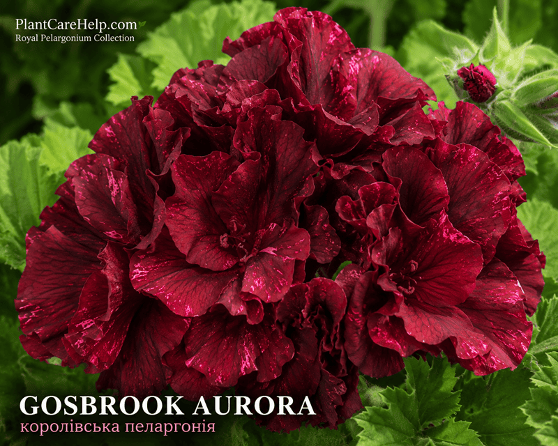 Королівська пеларгонія GOSBROOK AURORA