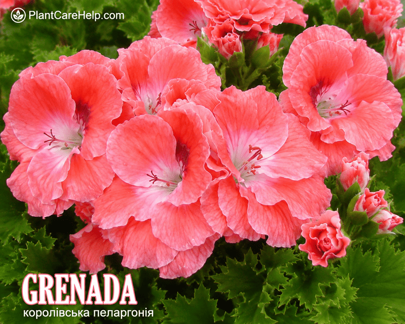 Королівська пеларгонія GRENADA