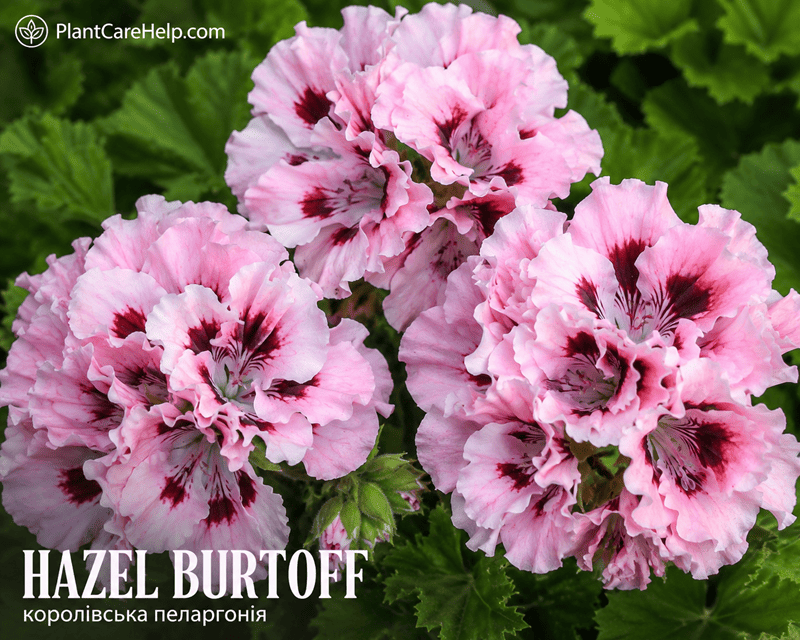 Королівська пеларгонія HAZEL BURTOFF