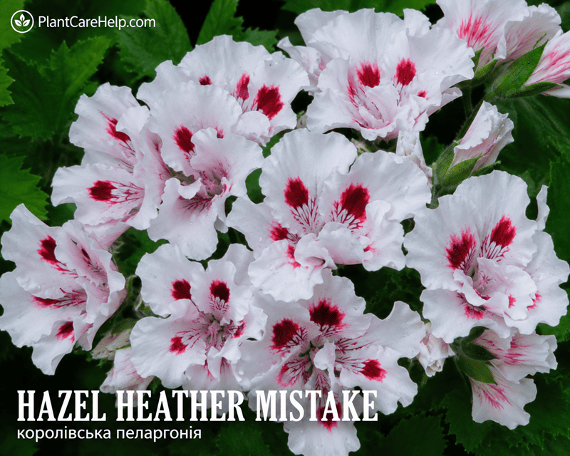 Королівська пеларгонія HAZEL HEATHER MISTAKE