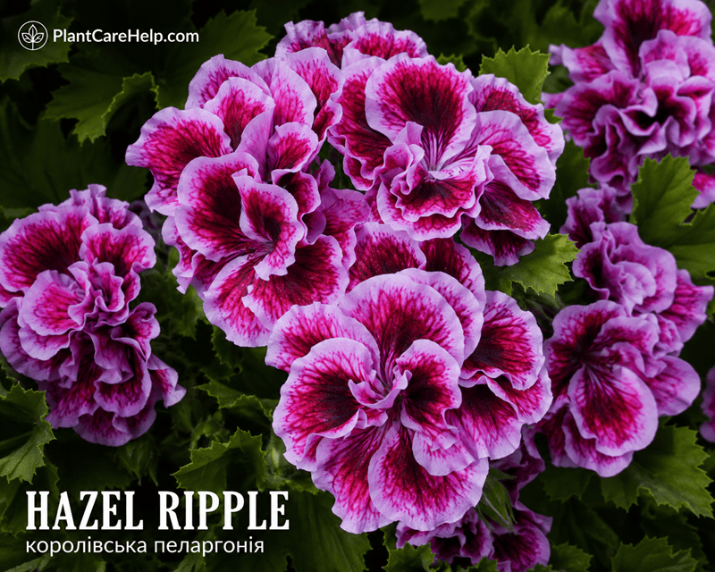 Королівська пеларгонія HAZEL RIPPLE