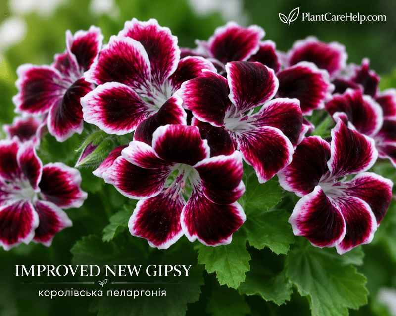 Королівська пеларгонія IMPROVED NEW GIPSY