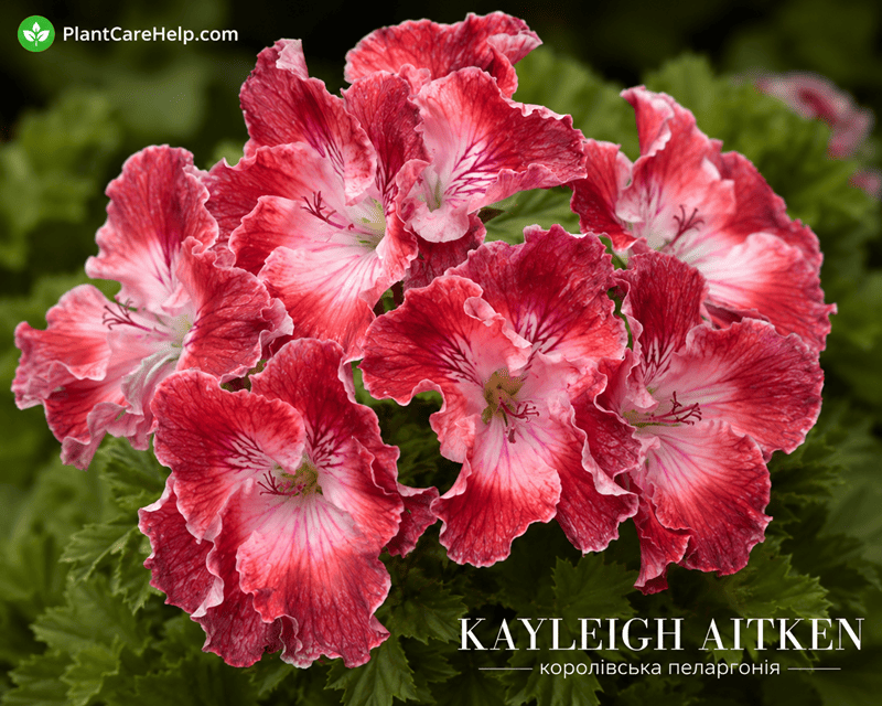 Королівська пеларгонія KAYLEIGH AITKEN