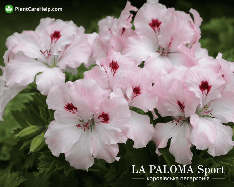 Королівська пеларгонія LA PALOMA SPORT