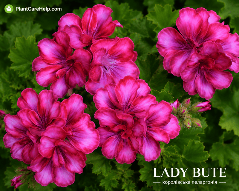 Королівська пеларгонія LADY BUTE
