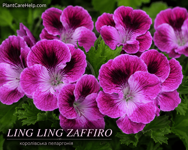 LING LING ZAFFIRO Regal Pelargonium