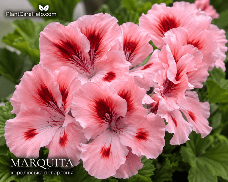 Королівська пеларгонія MARQUITA