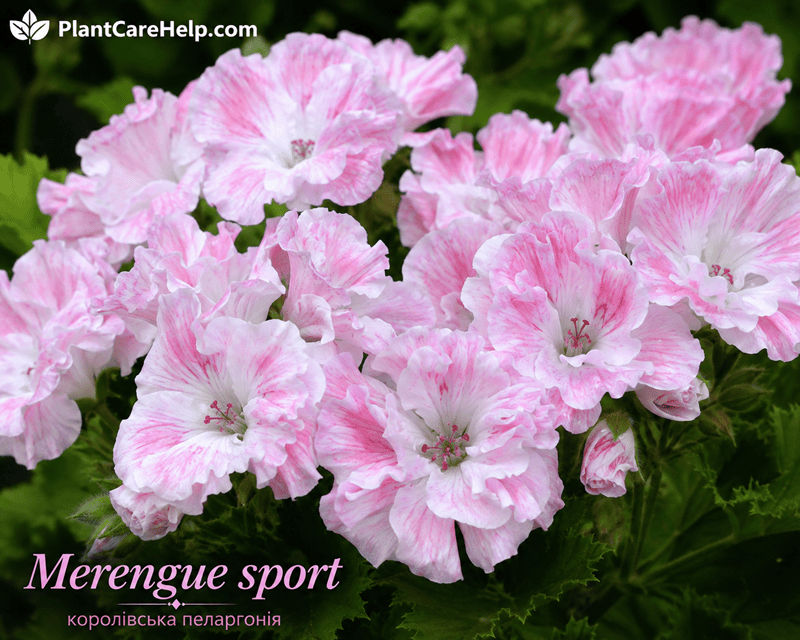 Королівська пеларгонія Merengue sport